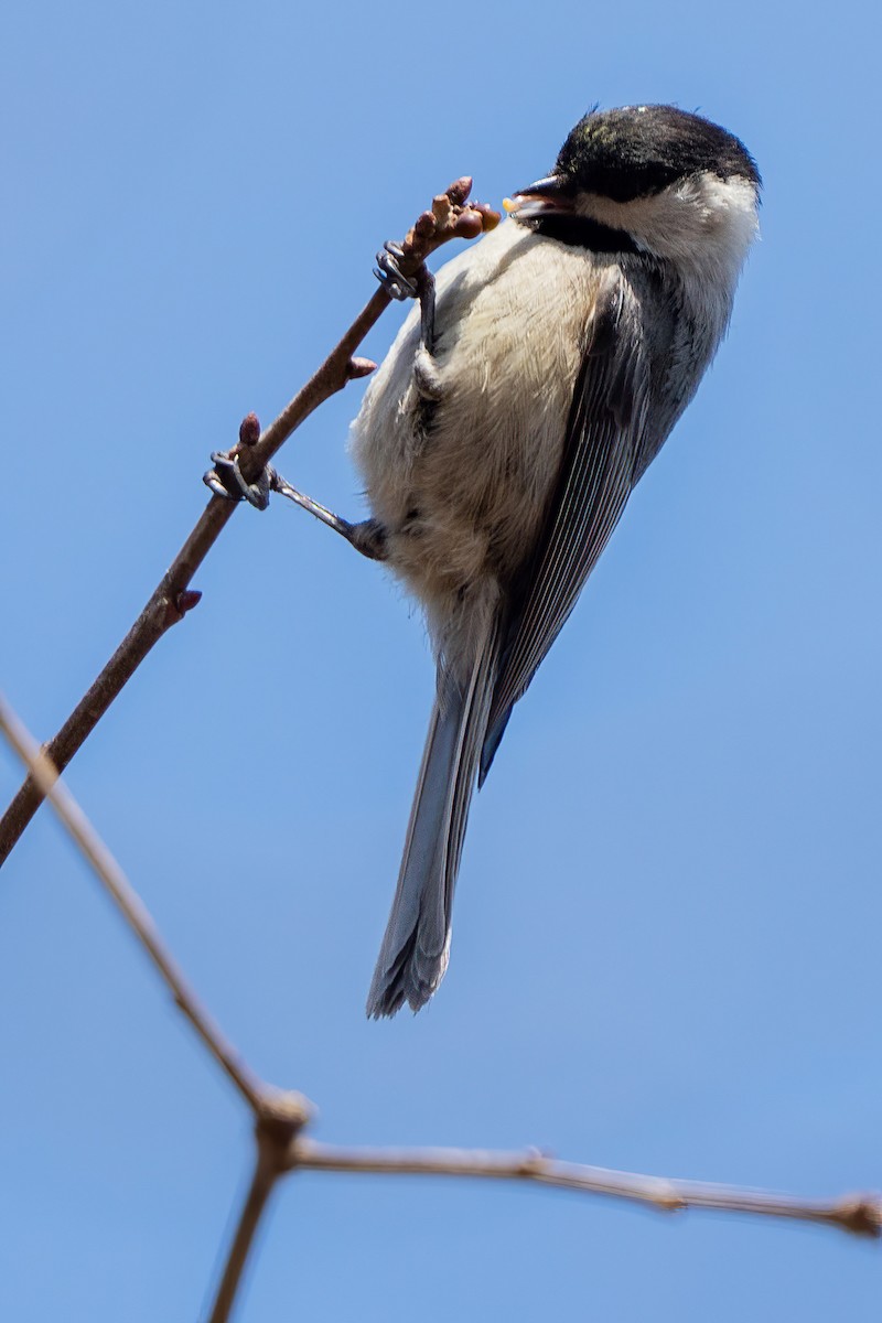 Carolina Chickadee - ML632072072