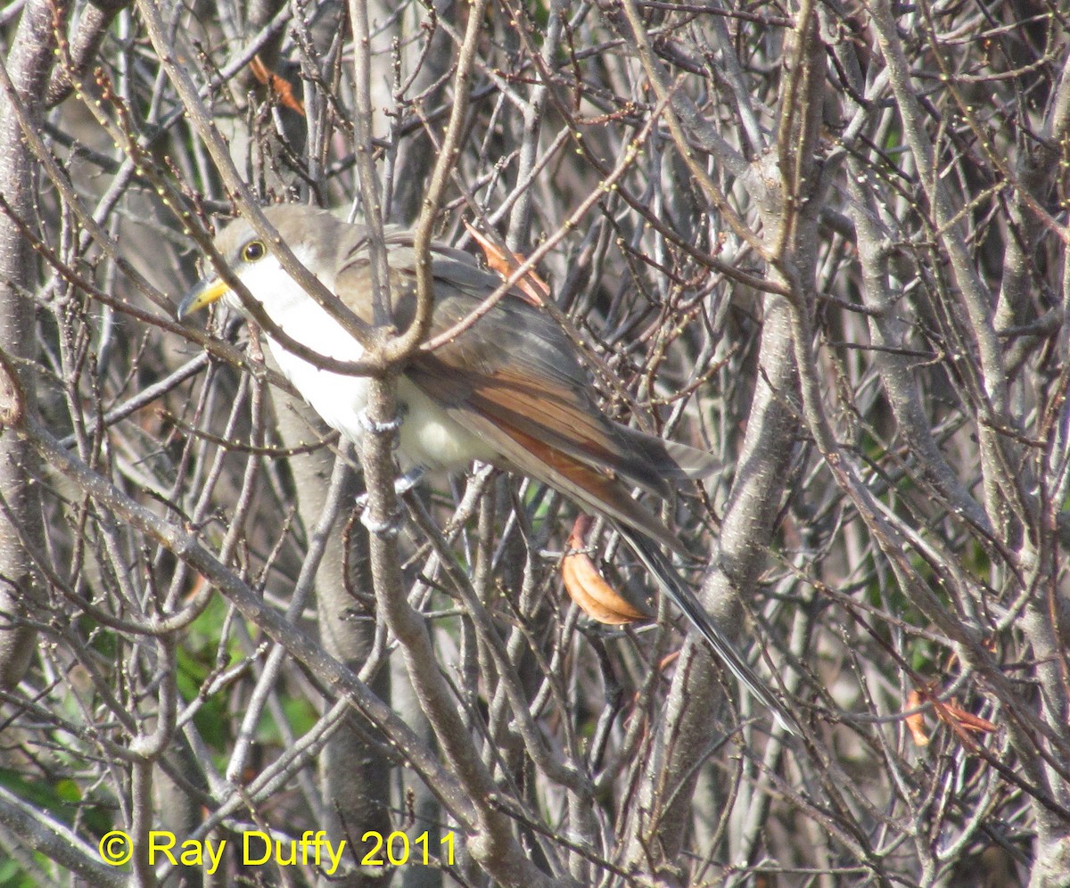 Yellow-billed Cuckoo - ML632072127