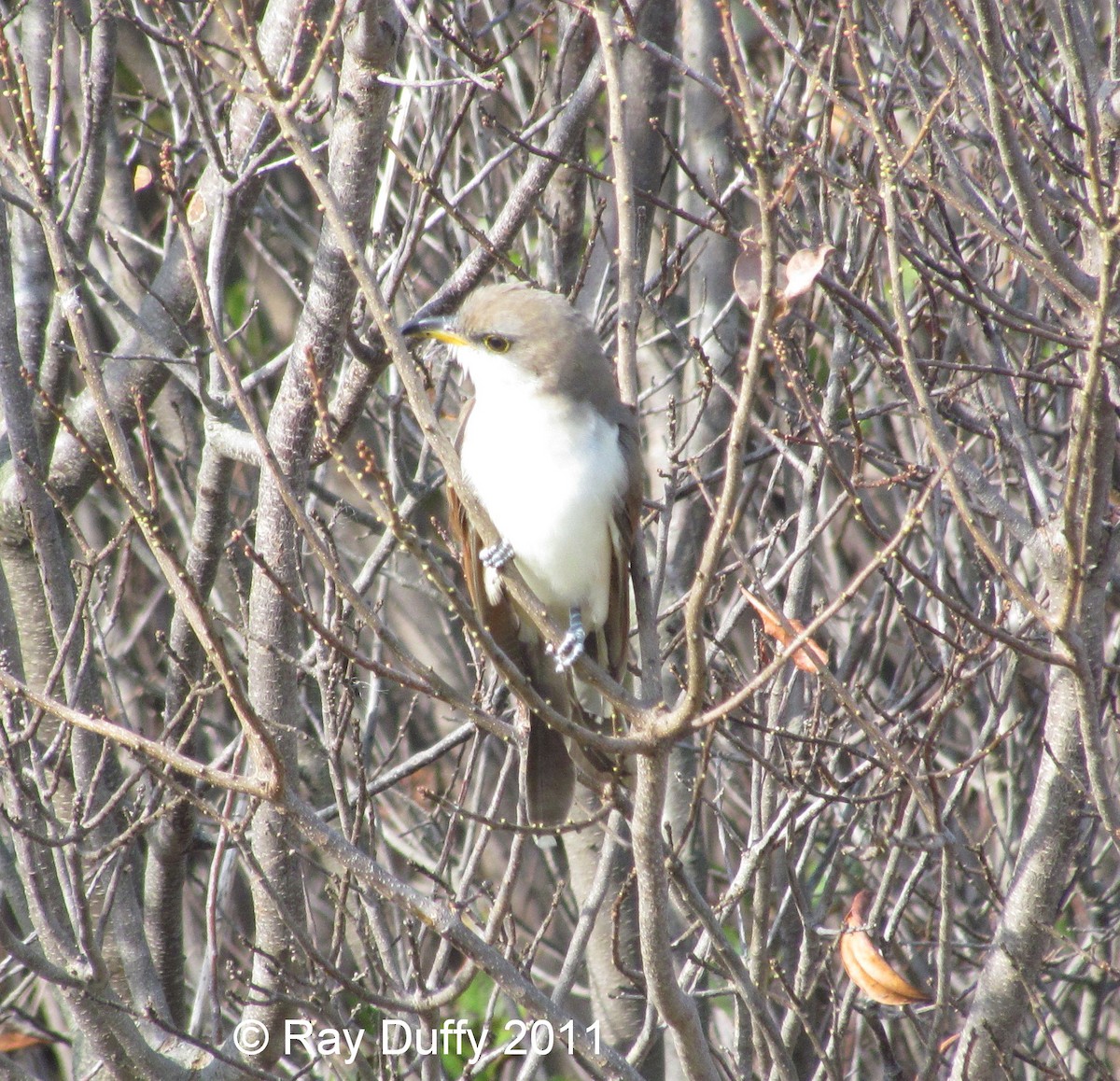 Yellow-billed Cuckoo - ML632072128