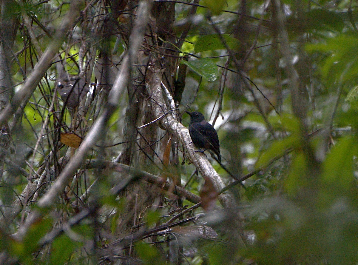 Plumbeous Antvireo - ML632072130