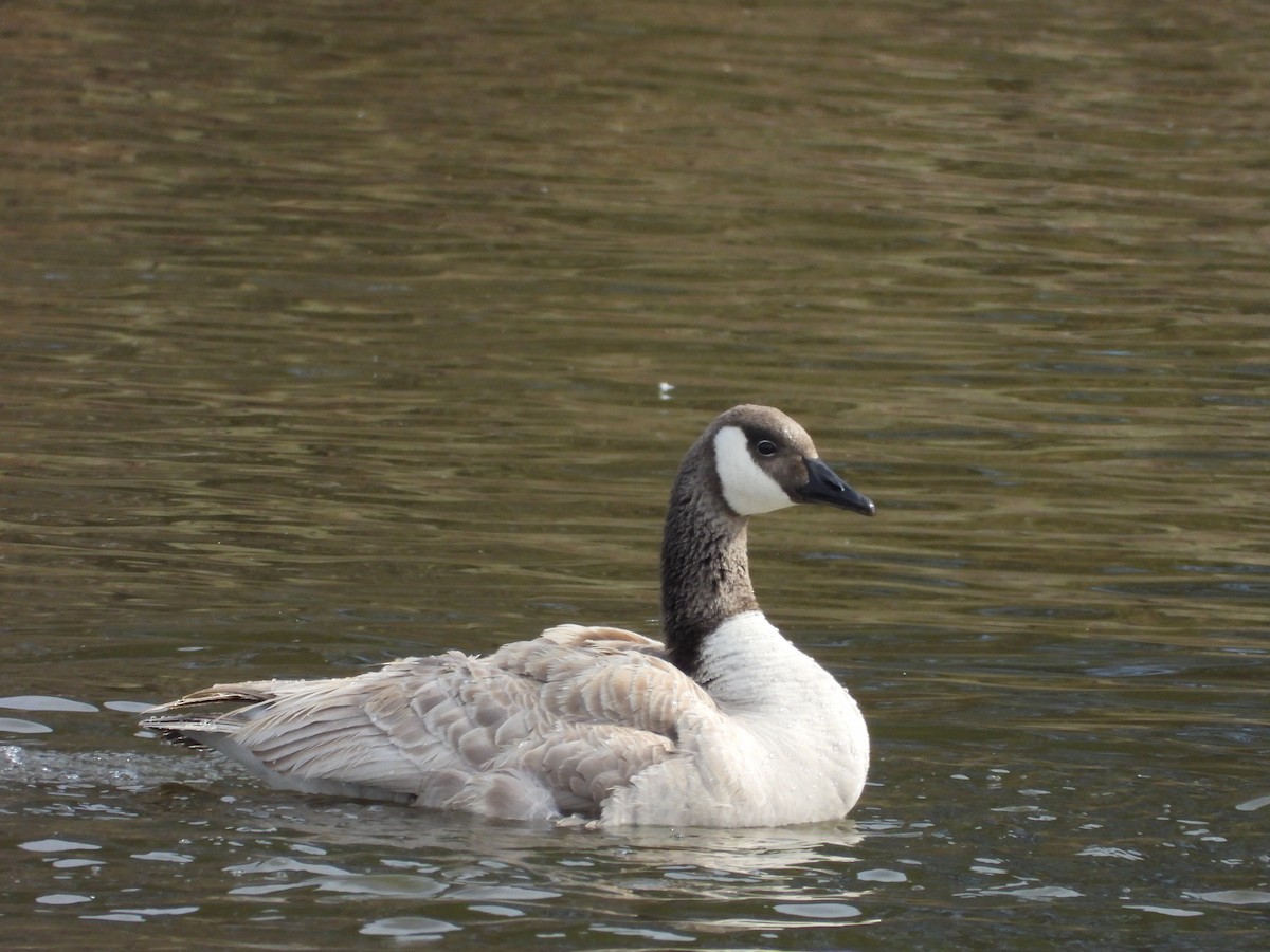 Canada Goose - ML632072337