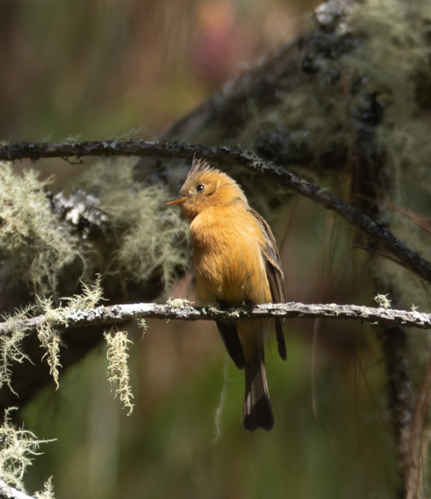 Tufted Flycatcher (Mexican) - ML632072339