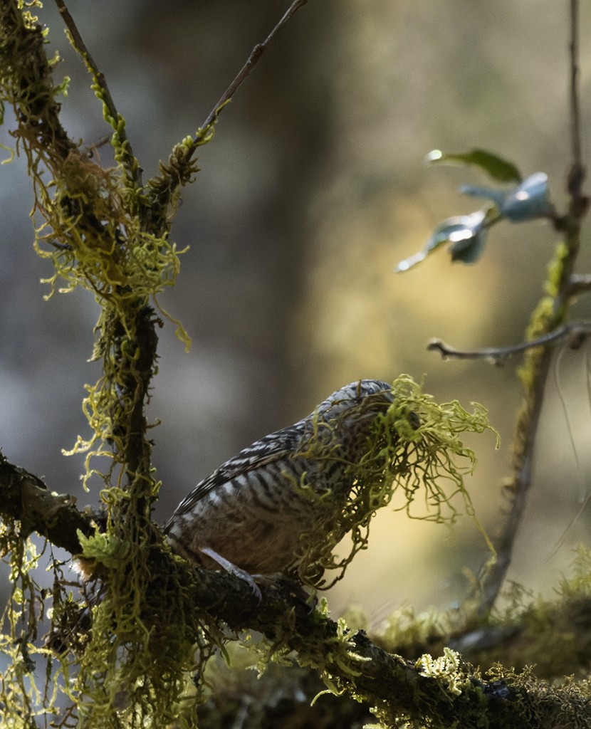 Gray-barred Wren - ML632072350