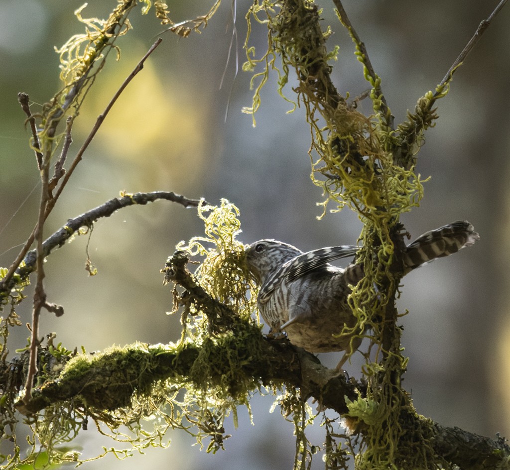 Gray-barred Wren - ML632072351