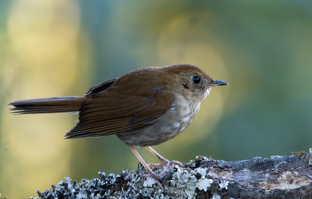 Russet Nightingale-Thrush - ML632072368