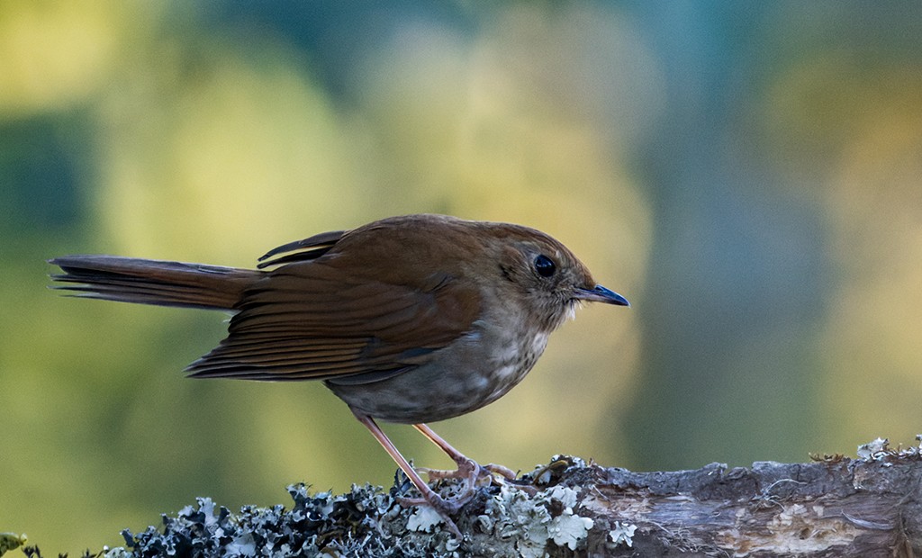 Russet Nightingale-Thrush - ML632072369