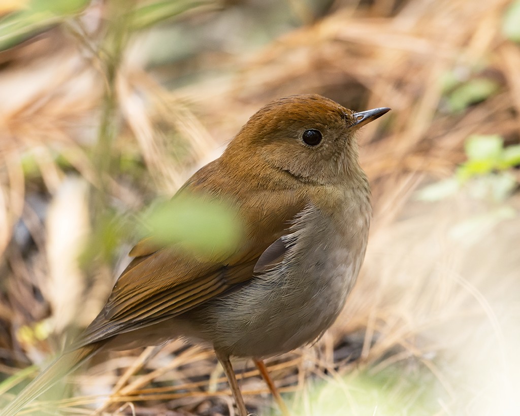 Russet Nightingale-Thrush - ML632072377