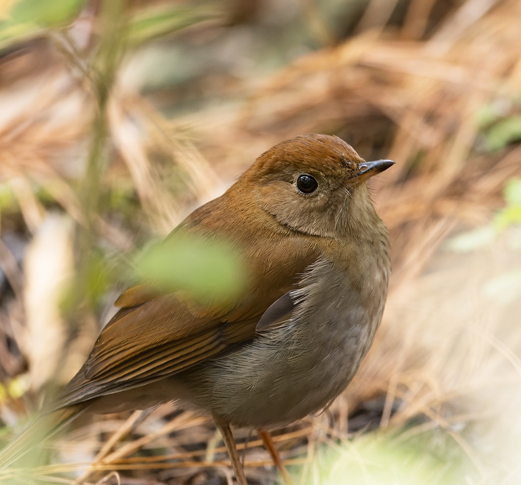 Russet Nightingale-Thrush - ML632072378