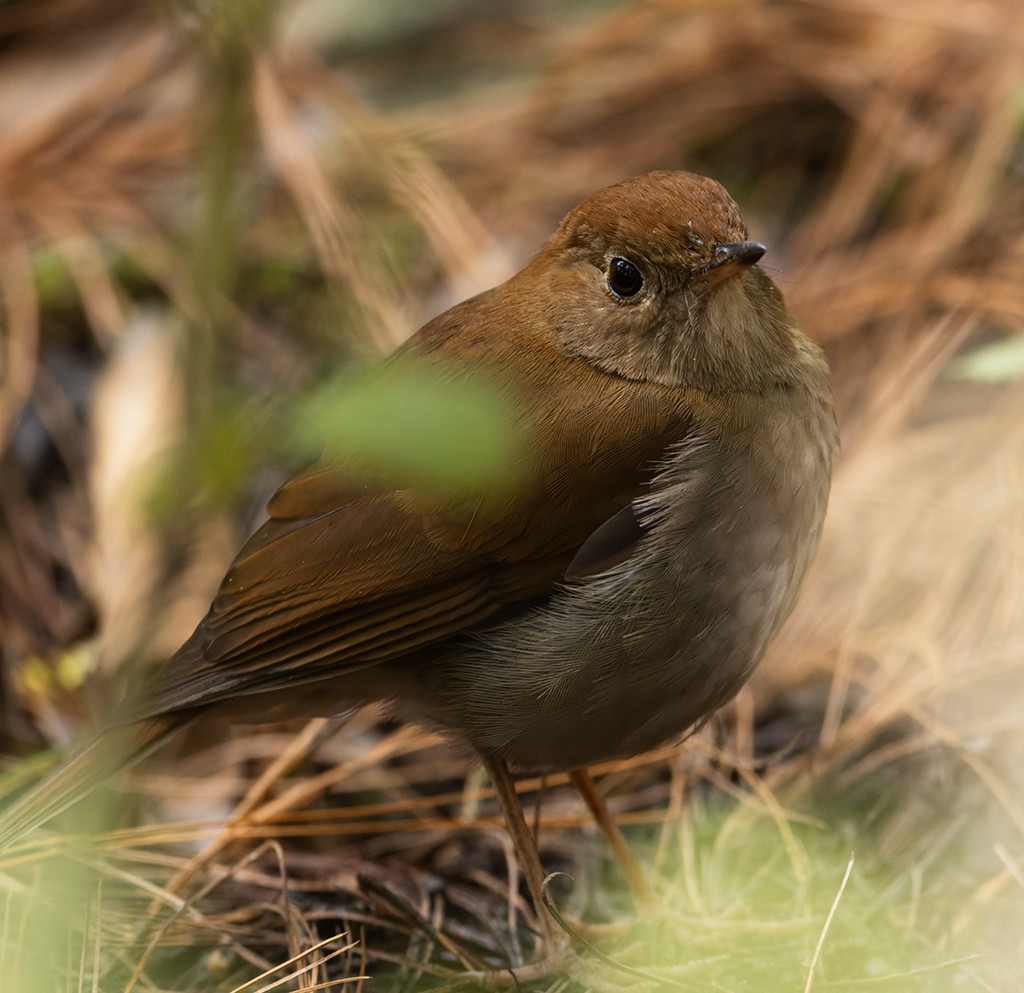 Russet Nightingale-Thrush - ML632072379