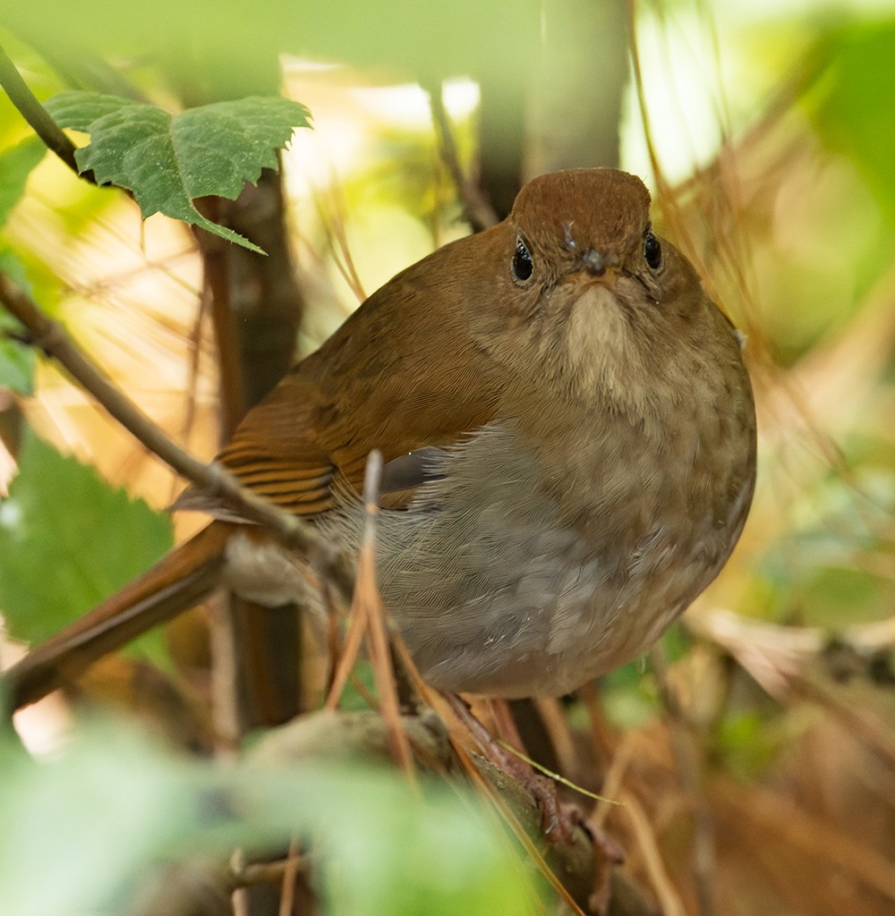 Russet Nightingale-Thrush - ML632072380