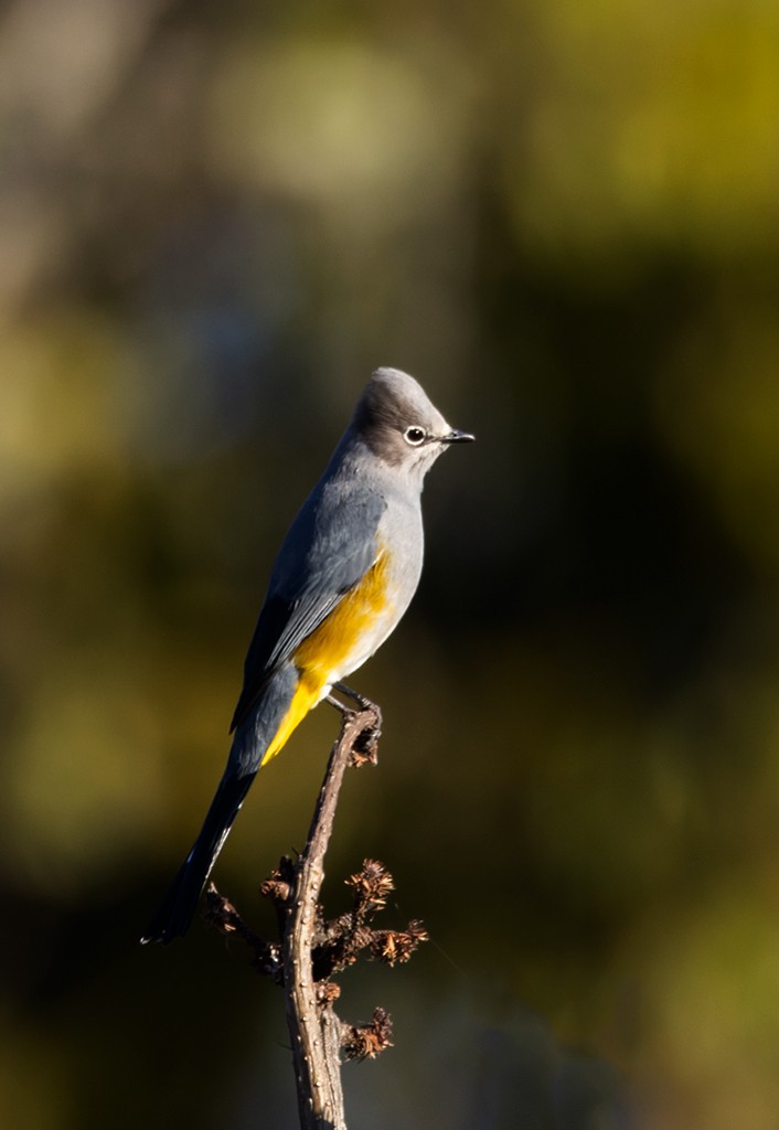 Gray Silky-flycatcher - ML632072389