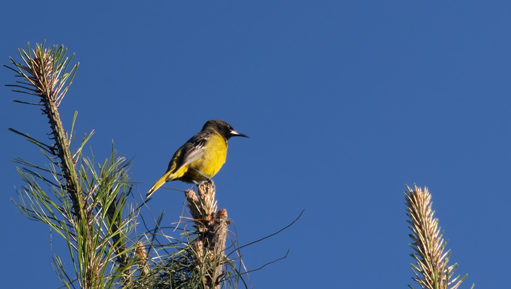 Scott's Oriole - ML632072404