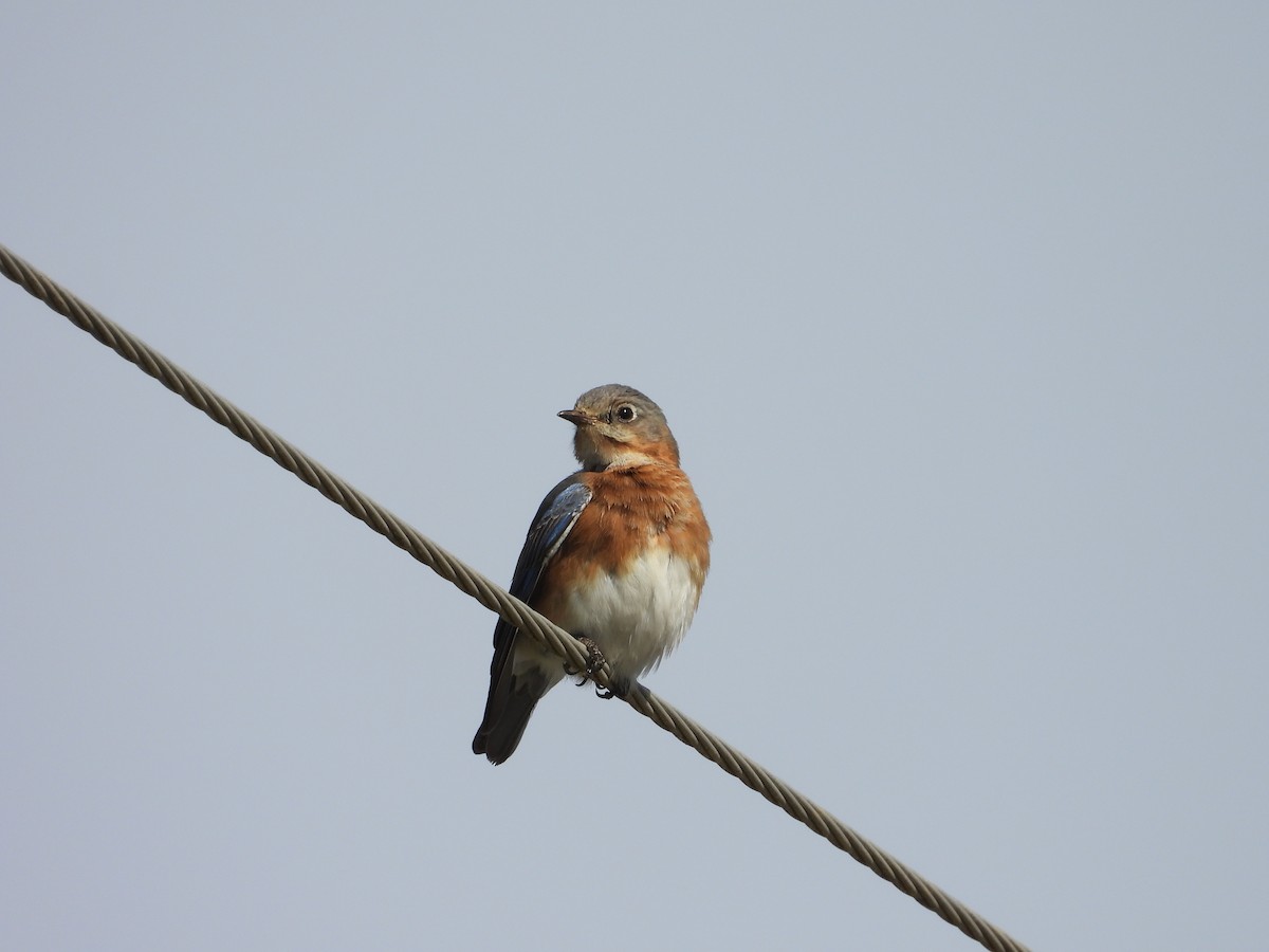 Eastern Bluebird - ML632072527