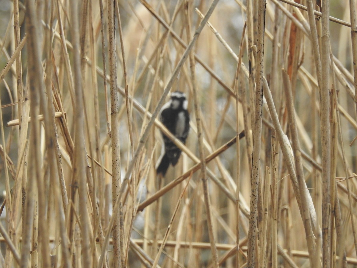 Downy Woodpecker - ML632072555