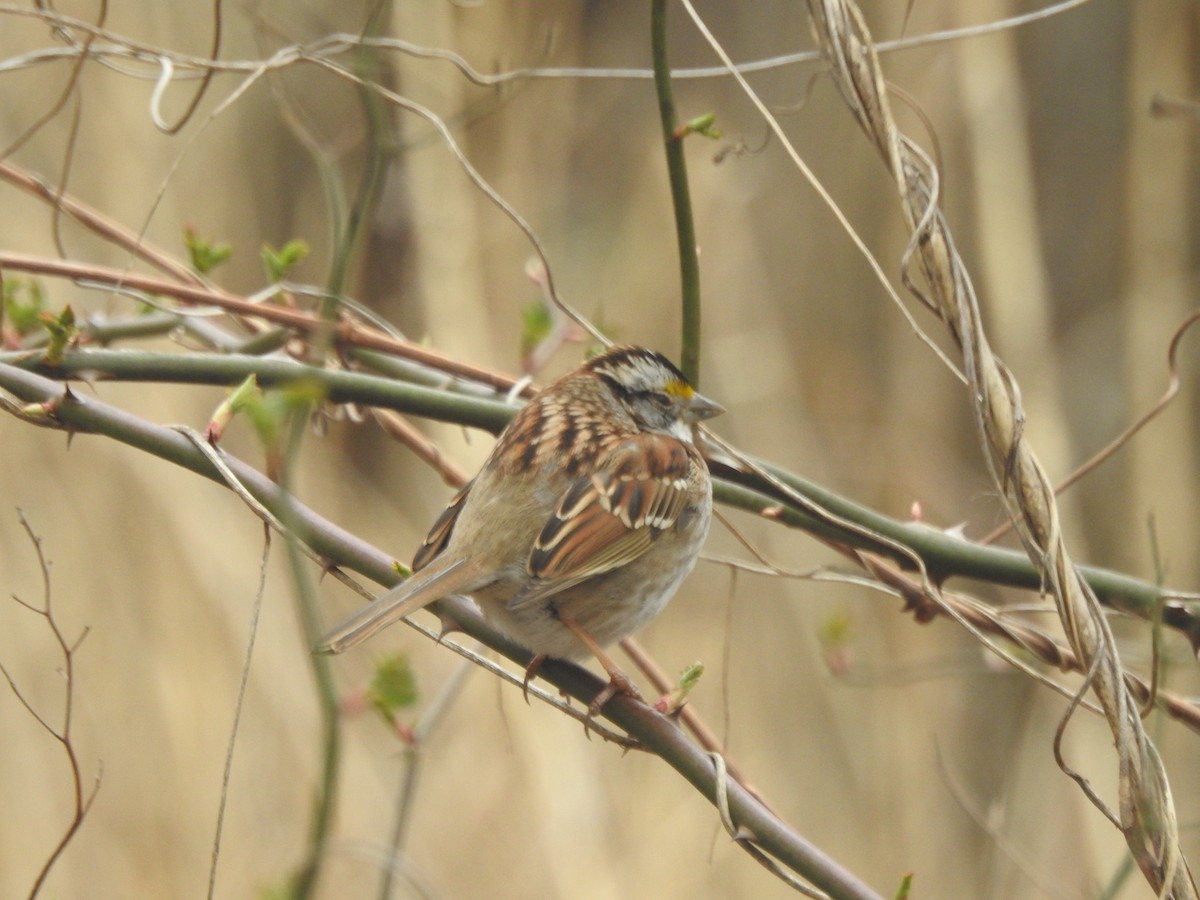 White-throated Sparrow - ML632072558