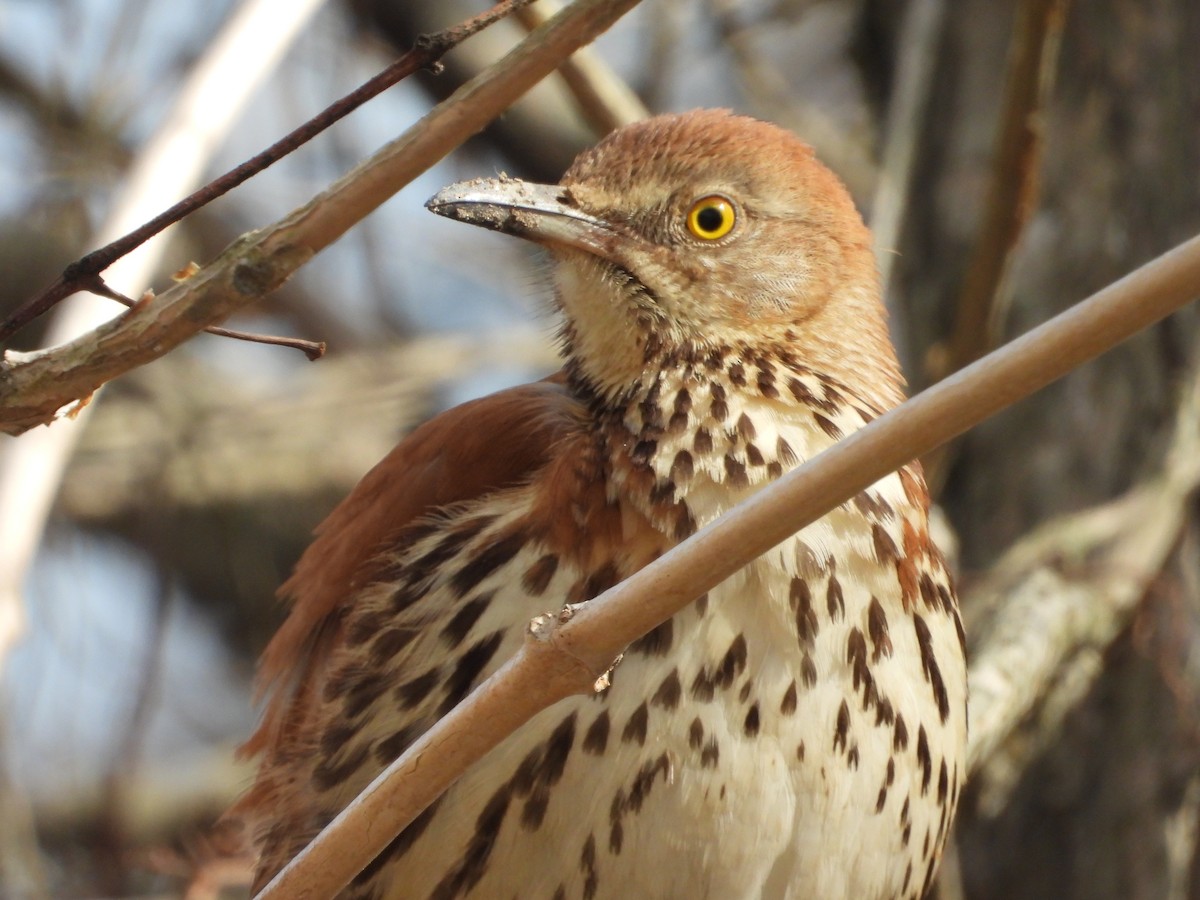 Brown Thrasher - ML632072597