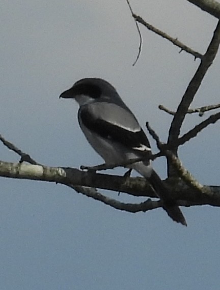 Loggerhead Shrike - ML632072668