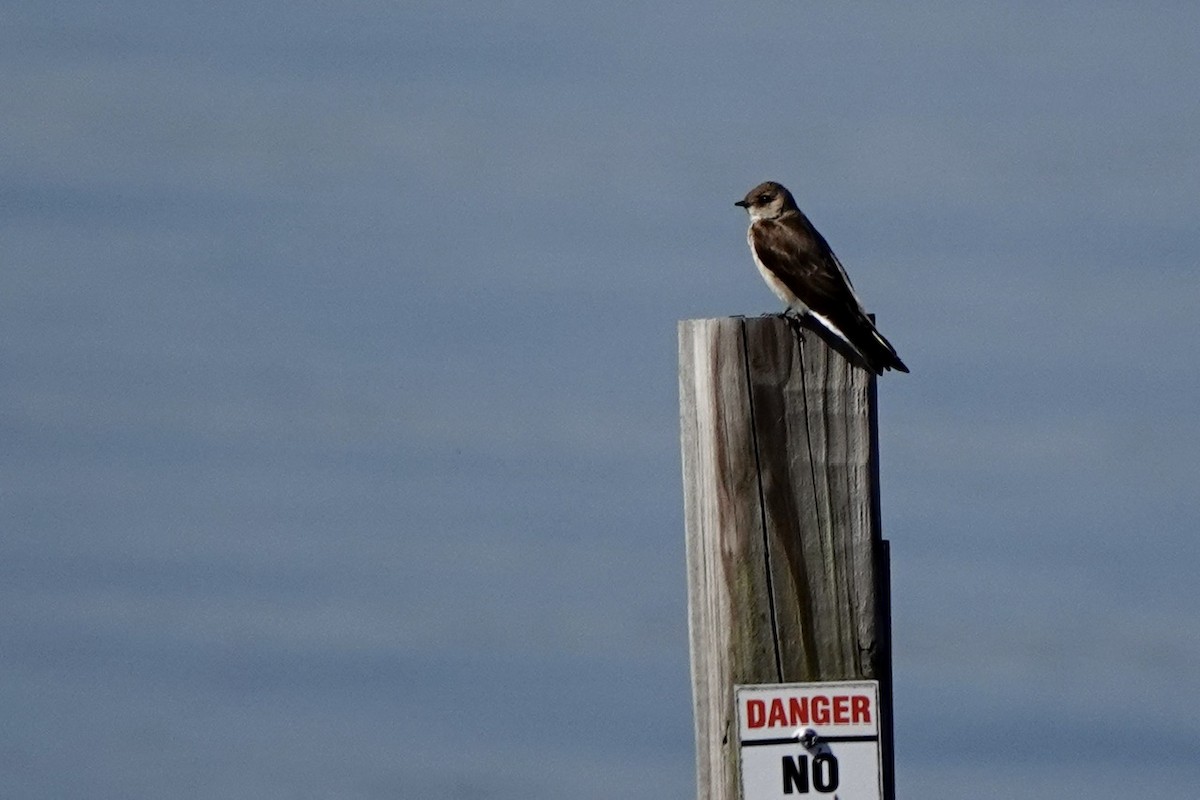 Northern Rough-winged Swallow - ML632072863