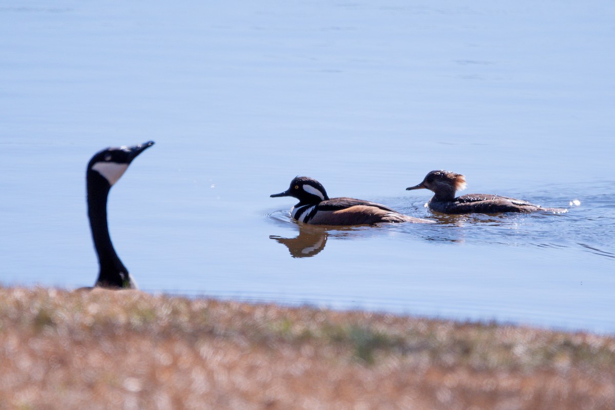 Hooded Merganser - ML632072940