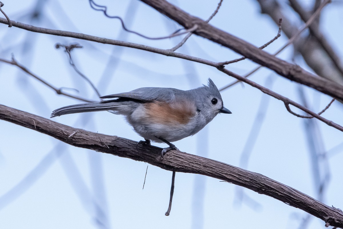 Tufted Titmouse - ML632072948