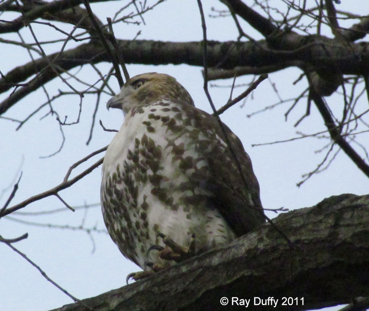 Red-tailed Hawk - ML632073040