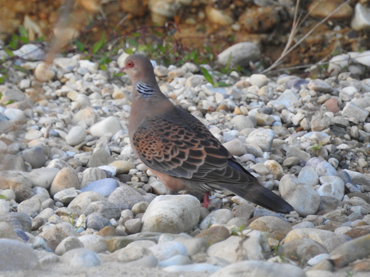 Oriental Turtle-Dove - ML632073087