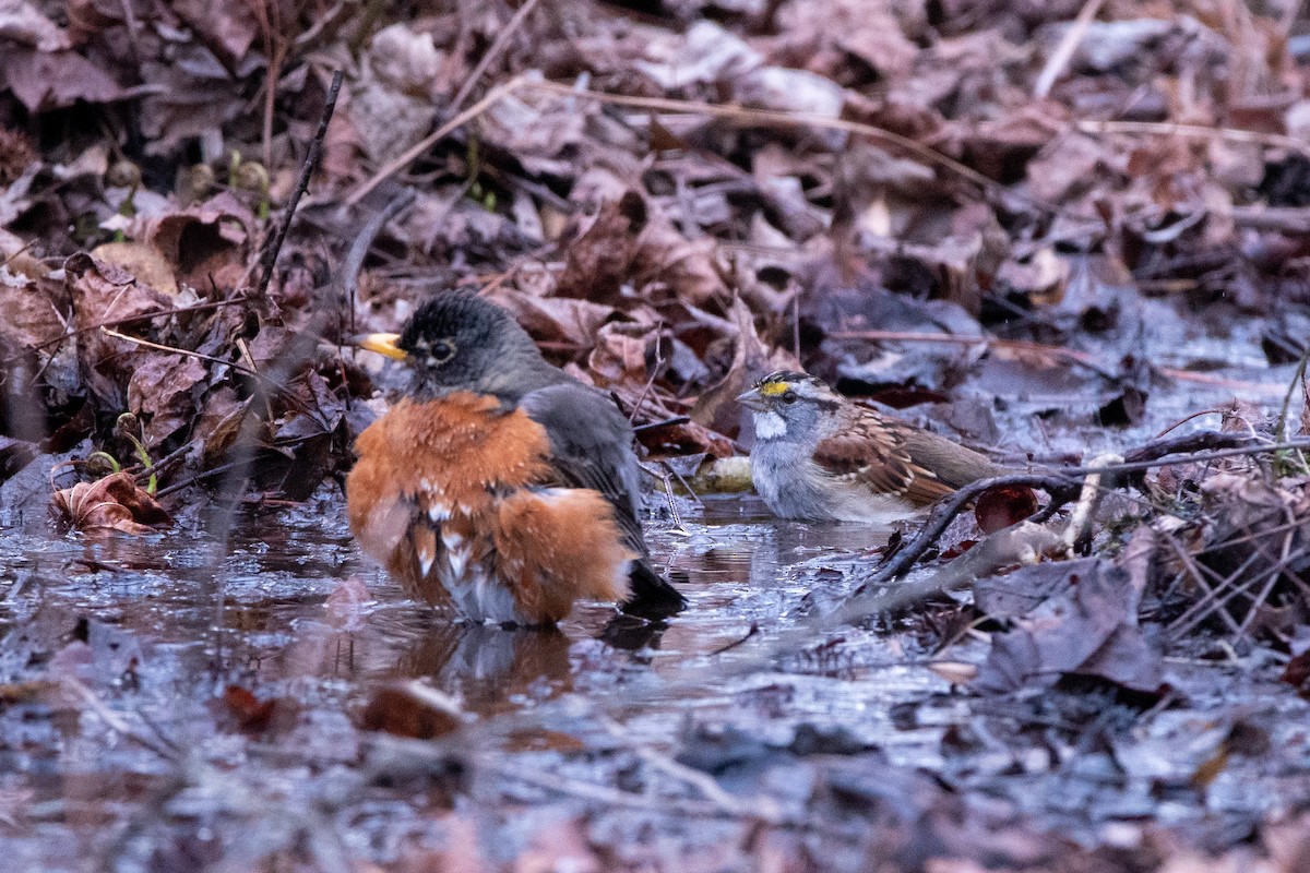 White-throated Sparrow - ML632073168