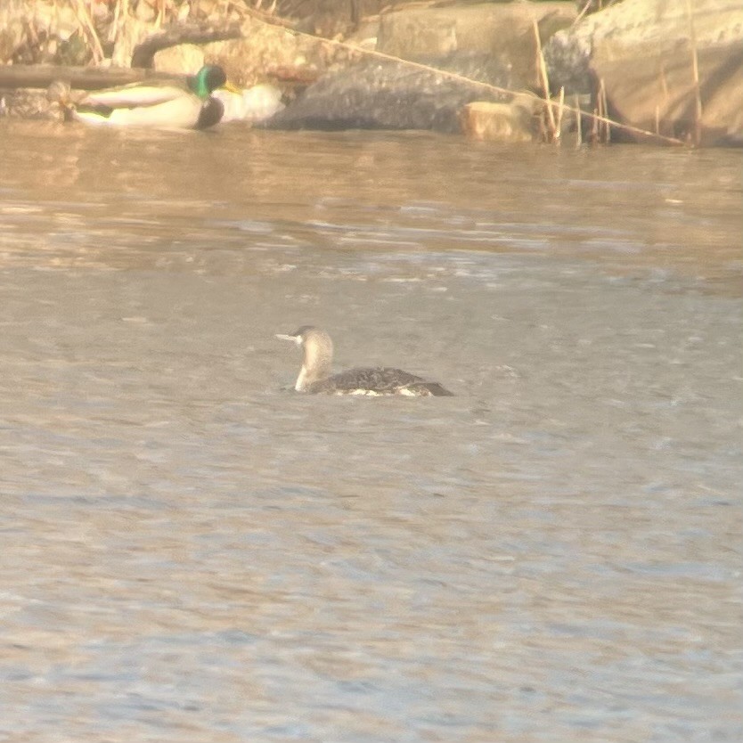 Red-throated Loon - ML632073200