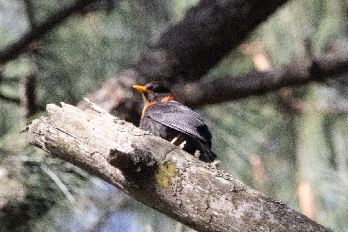 Rufous-collared Robin - ML632073325