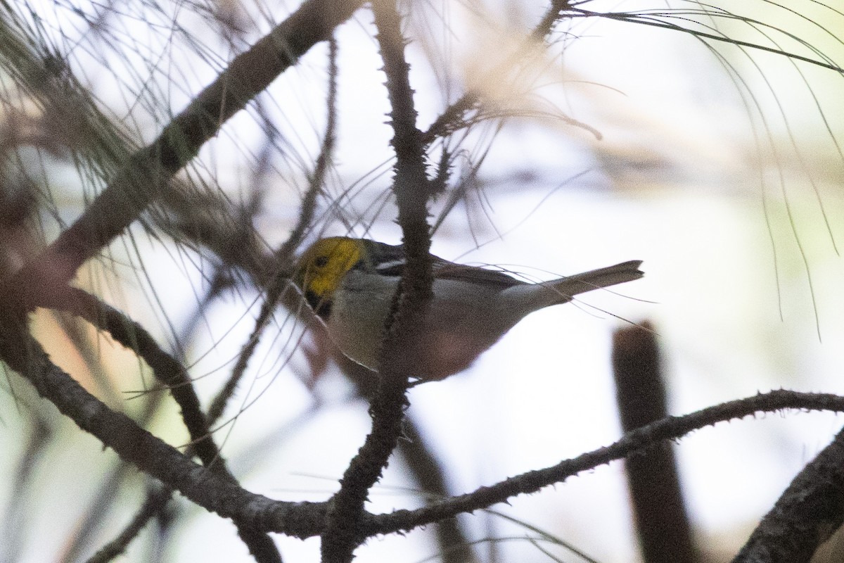 Hermit Warbler - ML632073332