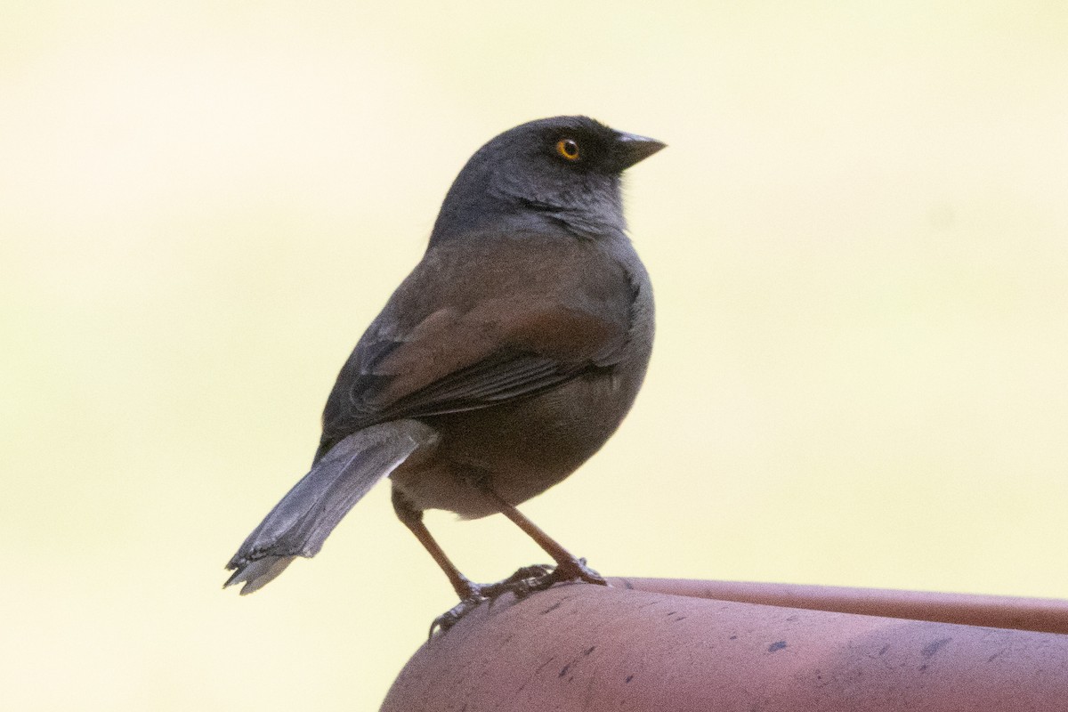 Yellow-eyed Junco (Guatemalan) - ML632073336
