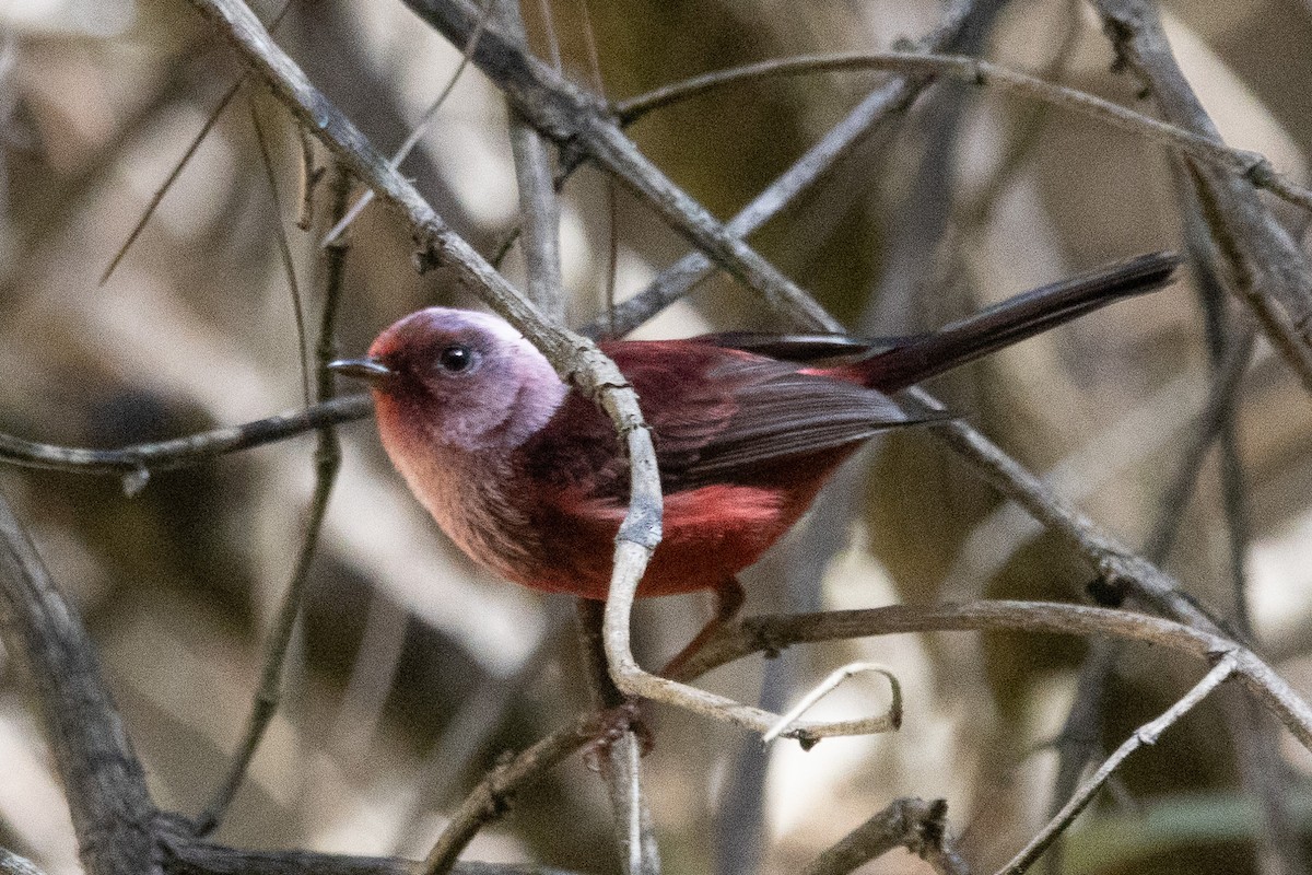 Pink-headed Warbler - ML632073346