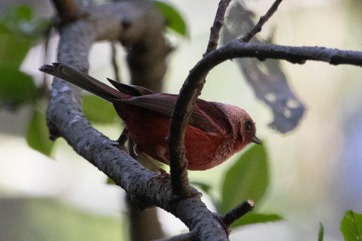 Pink-headed Warbler - ML632073348