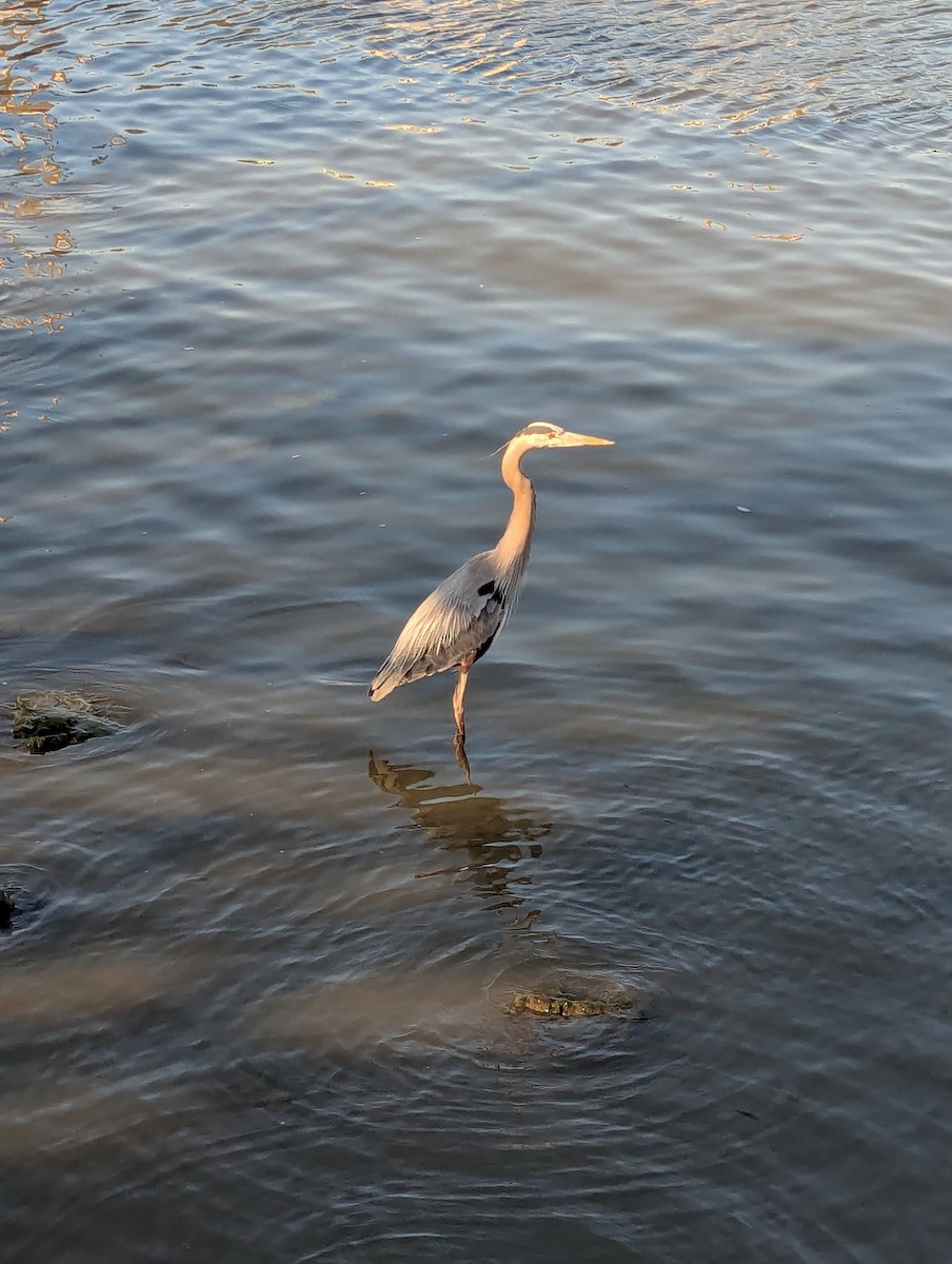 Great Blue Heron - ML632073351