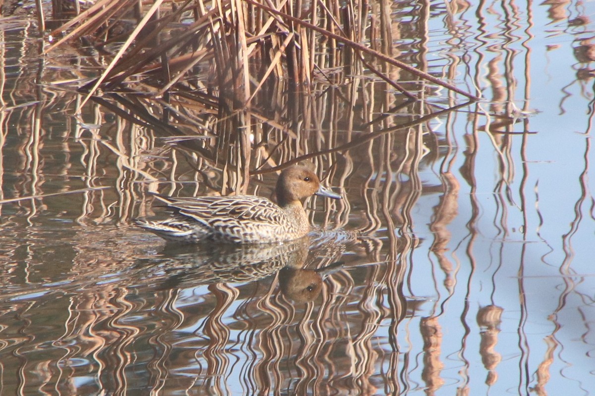 Northern Pintail - ML632073409