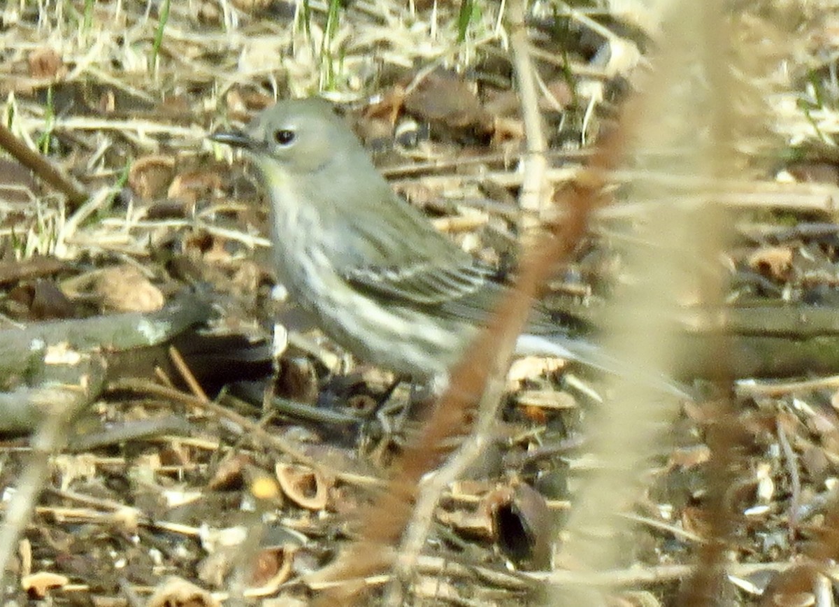 Yellow-rumped Warbler - ML632073418