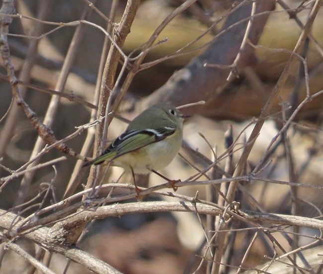 מלכילון אמריקני - ML632073442