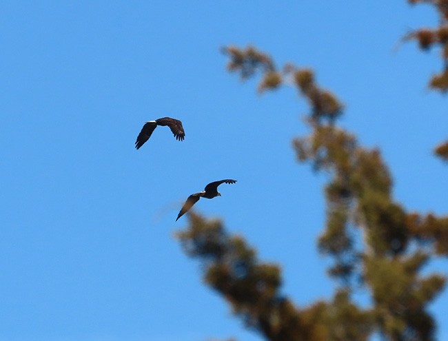 עיטם לבן-ראש - ML632073465