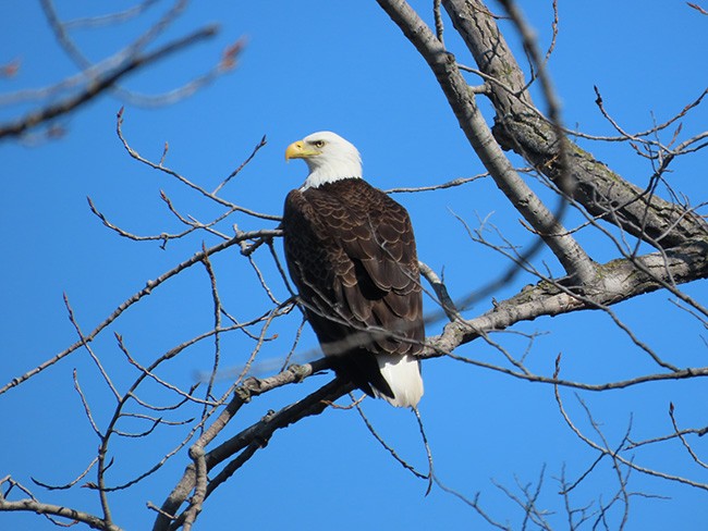 עיטם לבן-ראש - ML632073485