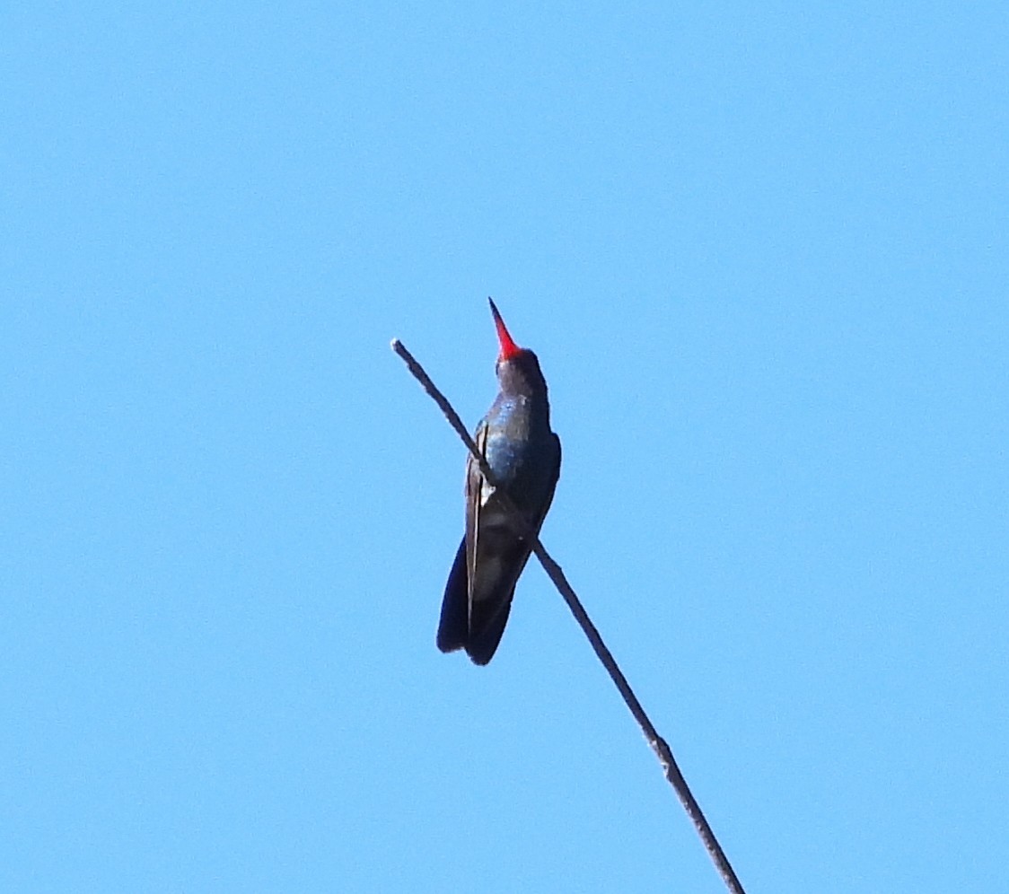 Broad-billed Hummingbird - ML632073551