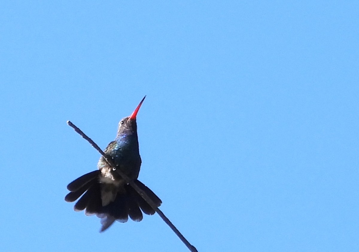 Broad-billed Hummingbird - ML632073552