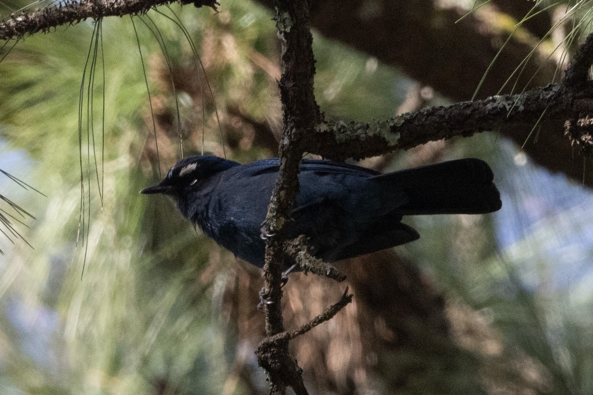 Steller's Jay (Middle American) - ML632073600