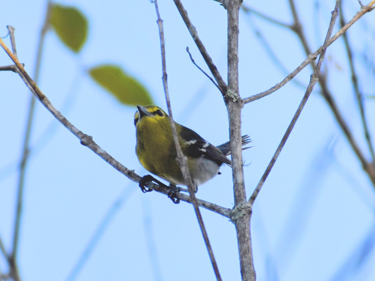 Sarı Gerdanlı Vireo - ML632073765