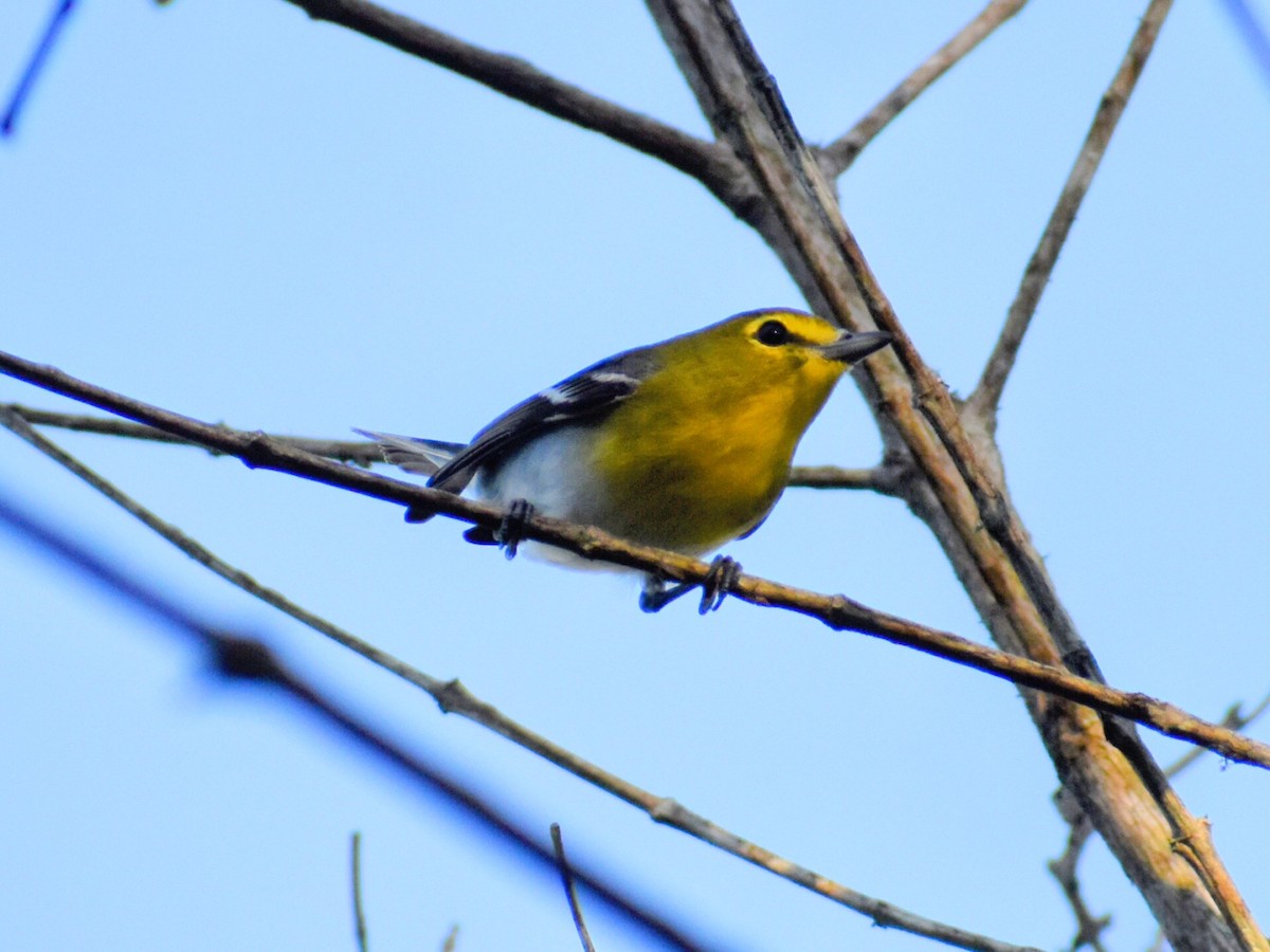 Sarı Gerdanlı Vireo - ML632073767