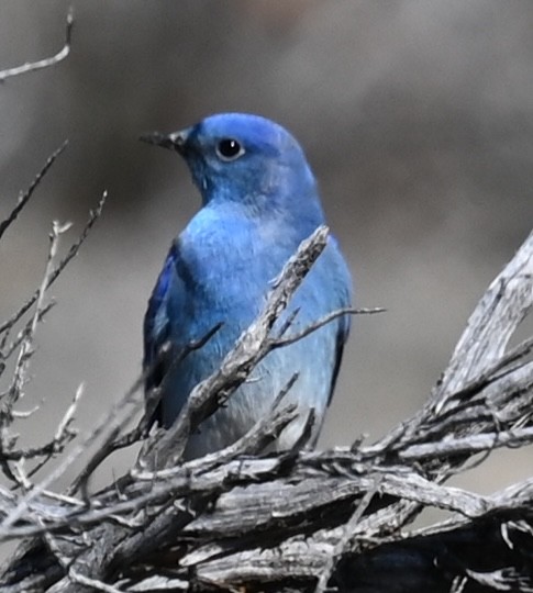 Mountain Bluebird - ML632073855