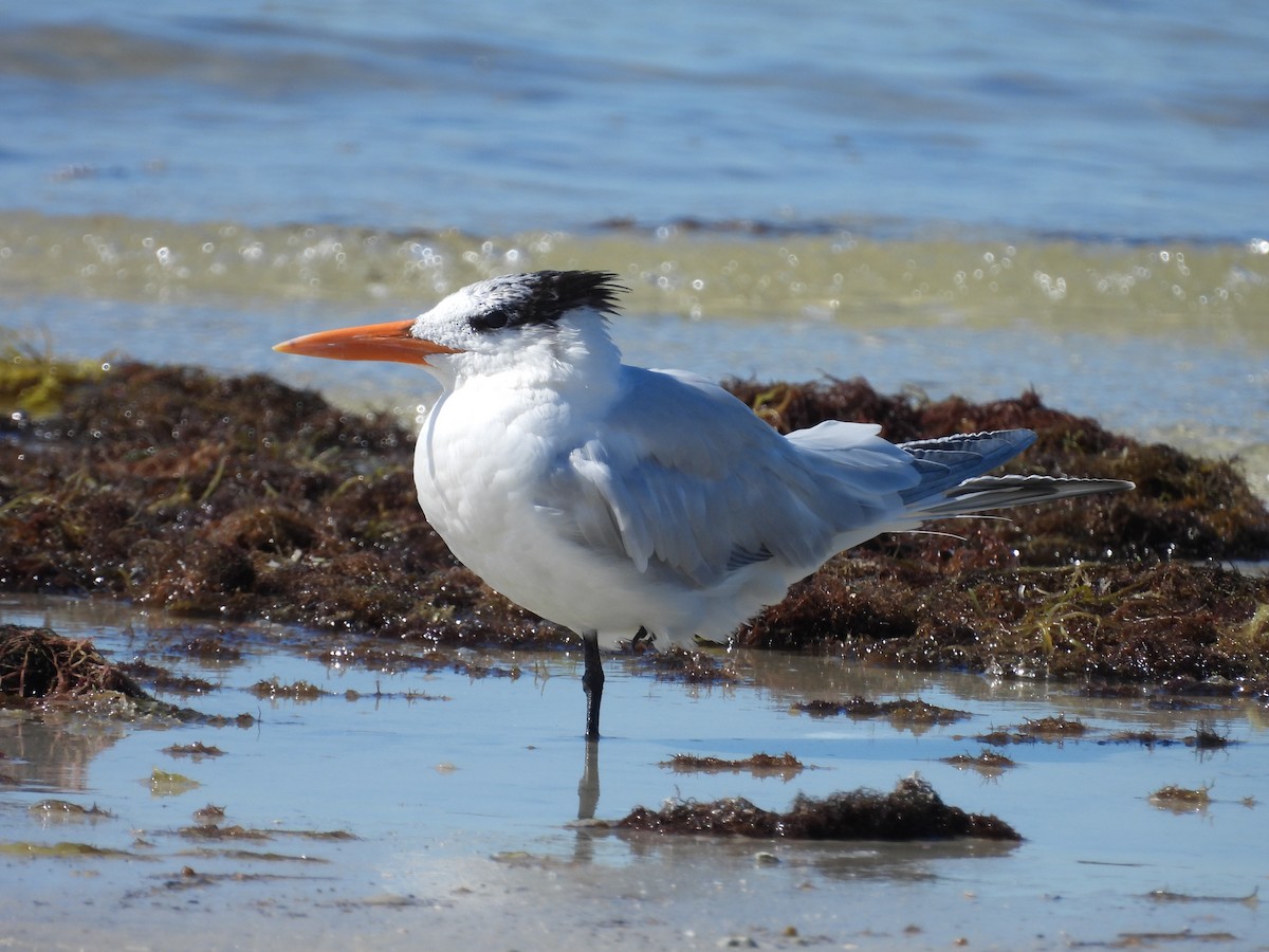 Royal Tern - ML632074116