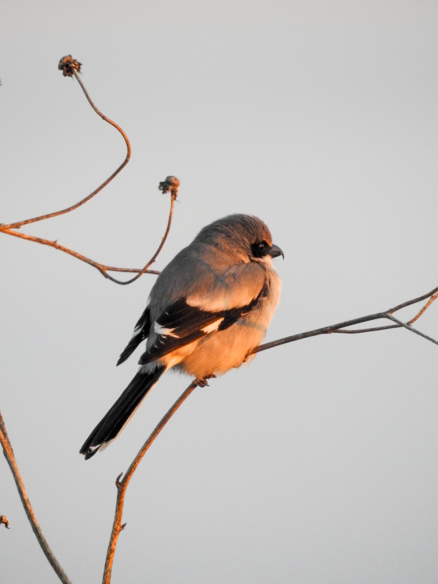 Loggerhead Shrike - ML632074159