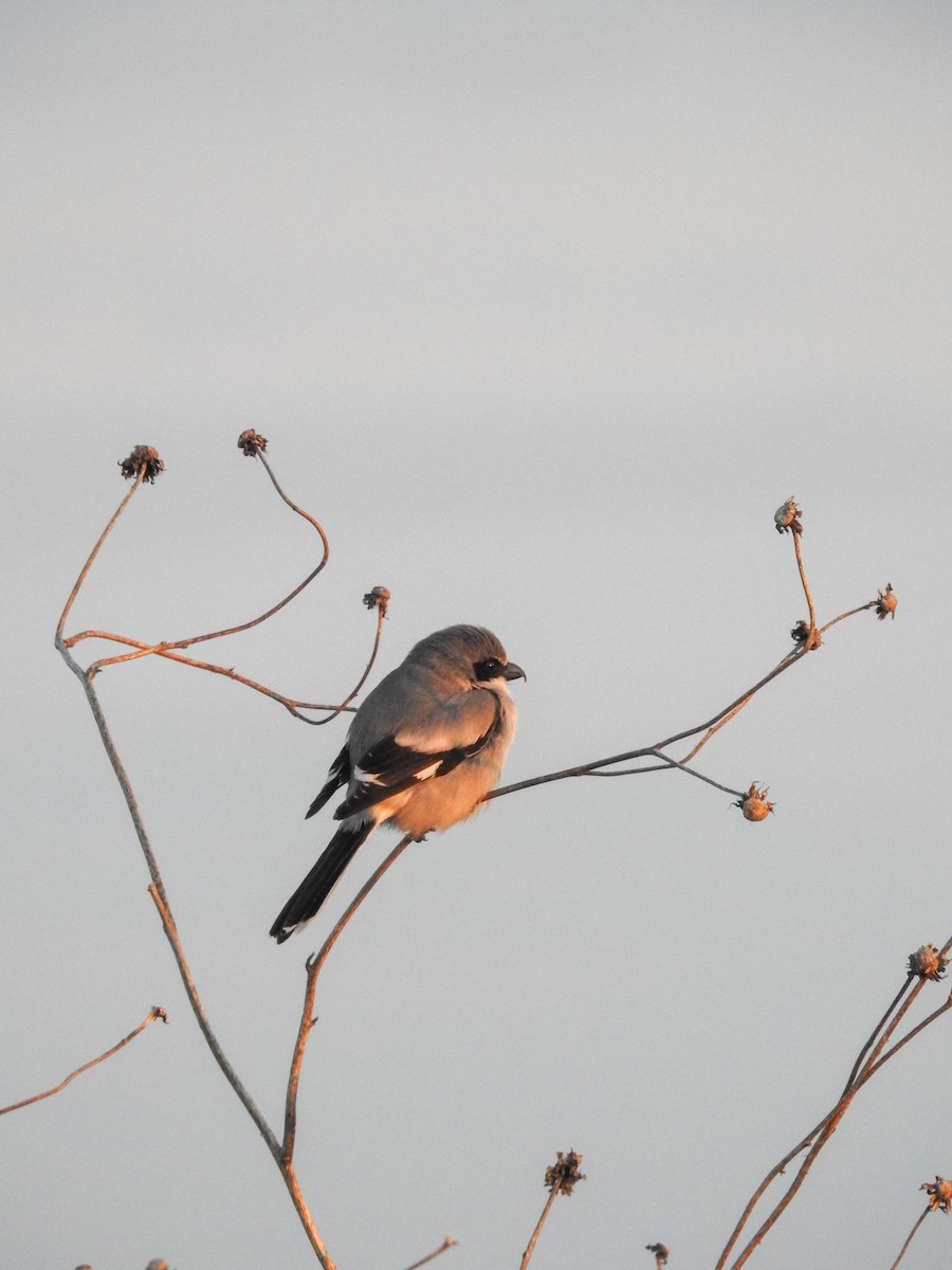 Loggerhead Shrike - ML632074160
