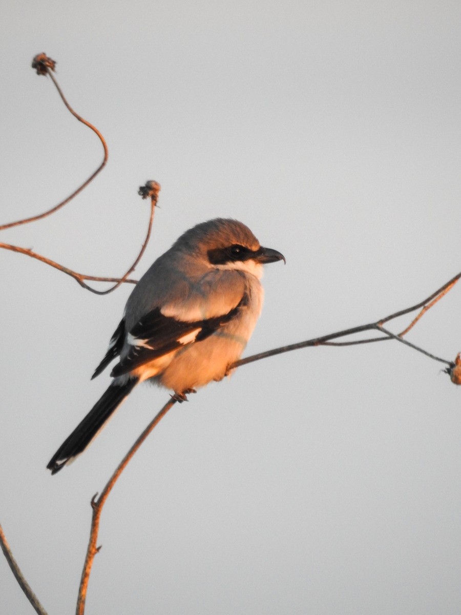 Loggerhead Shrike - ML632074161