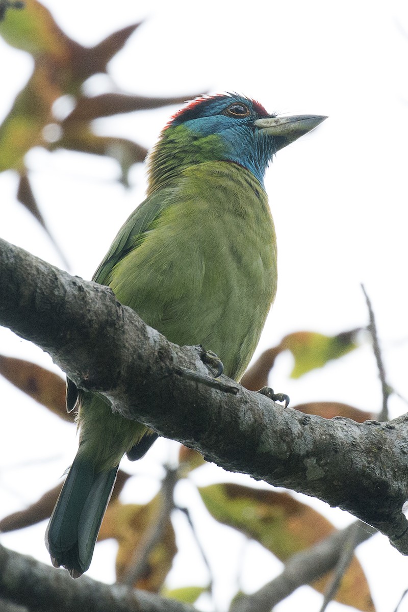 Blue-throated Barbet - ML632074186